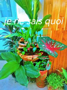 Ein Garten an der Unterkunft Phong lack Guest House