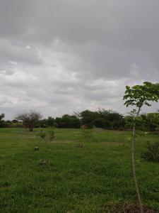 a tree in the middle of a green field at Shelta Village View Resort in Mbuguni