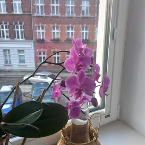 eine Vase lila Blumen, die auf einem Fensterbrett sitzt in der Unterkunft Apartament Prowansalski in Danzig