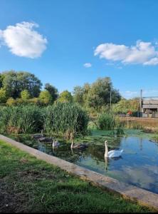 a group of ducks swimming in a pond at 1 Bedroom Apartment 3 mins walk Mile End Station in London