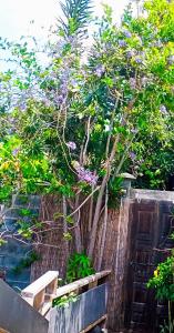 a tree with purple flowers on a wooden fence at Le ti bali Chambre in Saint-Leu