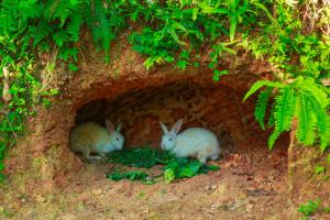 Fotografie z fotogalerie ubytování Bandara House v destinaci Midigama East