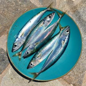 a plate of silver fish on a blue plate at Kleine Villa mit Meerblick, Samos, Griechenland in Samos