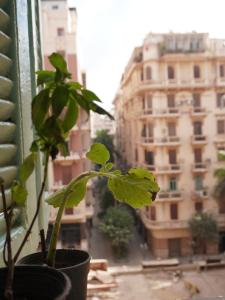 Rhala Hostel Egypt في القاهرة: زرع في وعاء يجلس على حافة النافذة