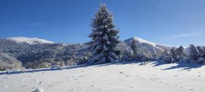 ein Baum im Schnee mit Bergen im Hintergrund in der Unterkunft Apartman Standard Lux u Kraljevim Čardacima in Kopaonik