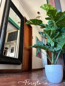uma planta em vasos sentada no chão ao lado de um espelho em Floresta I, II, III y IV Bed and Breakfast em Santiago