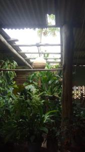 une serre avec des plantes et un plafond lumineux dans l'établissement CANTINHO DA ROMILDA, à Prado