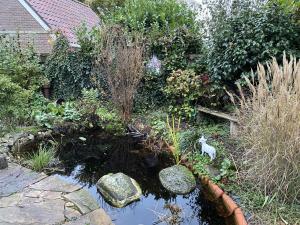 un jardín con un estanque con un gato sentado en él en Tuinkamer Oudeschoot, en Oudeschoot