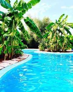 einen Pool mit blauem Wasser und Palmen in der Unterkunft Le Domaine de Carole Marrakech in Akkara