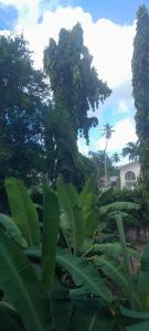 Un campo de plantas verdes con árboles al fondo. en Hotel Manas Mtwapa Mombasa, en Mtwapa