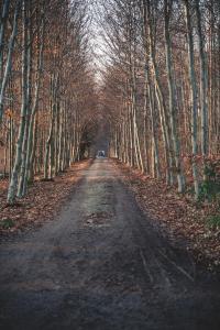 a dirt road in the middle of a forest with trees at Tiny House Au Coeur de la Campagne Wallonne in Chaumont-Gistoux