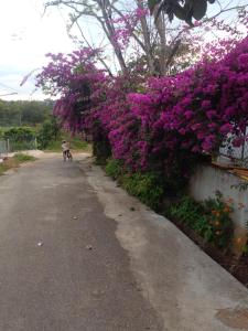 Ly's homestay في Gia Nghĩa: شخص يركب دراجة على الطريق وبه زهور أرجوانية