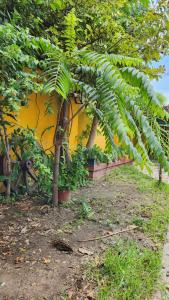 a banana tree in front of a yellow building at Casa en Santiago del Estero Capital in Santiago del Estero