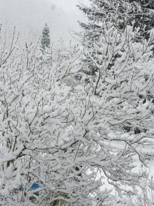 un grupo de árboles cubiertos de nieve en Gasthof Alte Schmiede G*** Lückendorf, en Luftkurort Lückendorf