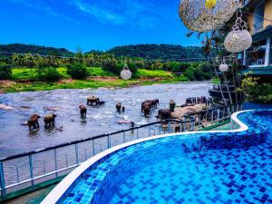 a group of elephants in the water in a river at Peacock Village Pinnawala in Pinnawala