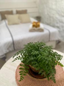 a potted plant sitting on a table next to a bed at Casa Kira, Macher in Mácher