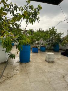 een rij potbomen in blauwe potten bij Naturus Villa Thalpitiya in Panadura