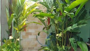 a bunch of tropical plants in a room at Casa Cláudio Rambo in Ilhabela