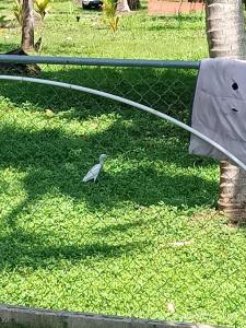 a bird standing in the grass next to a fence at Casa Jaragua in Barra de Santiago