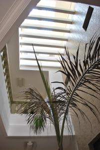 a plant in a room with a window at Hotel Residence Flamani in Lomé