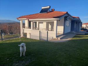 a white dog standing in the grass in front of a house at Villa with mountain view in Gevgelija