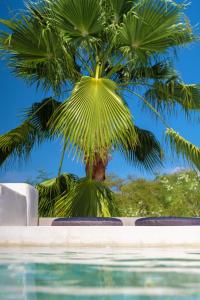 una palma seduta accanto alla piscina di Casa SANA a Puerto Escondido