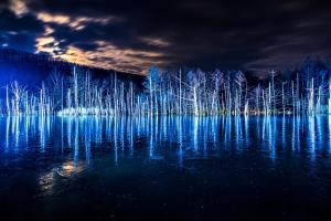 a group of trees in the water at night at Hotel Edel Warme in Furano