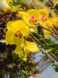 Vrt pred nastanitvijo DALAT STREAM HOTEL-Khách sạn đẹp Đà Lạt