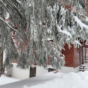 un árbol cubierto de nieve junto a un edificio en VILA DARIA en Vartop