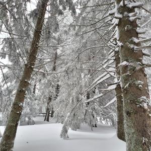 un grupo de árboles con nieve. en VILA DARIA, en Vartop