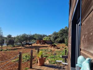 une terrasse avec des chevaux dans un champ avec une maison dans l'établissement Tiny House Loule Algarve, à Loulé