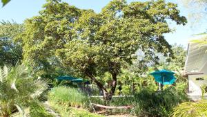 ein Baum mit zwei blauen Sonnenschirmen im Hof in der Unterkunft Tee-K Lodge Tamarindo in Tamarindo