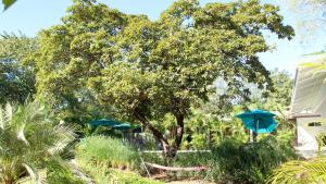 Zahrada ubytování Tee-K Lodge Tamarindo