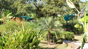 Zahrada ubytování Tee-K Lodge Tamarindo + 28 fotografií