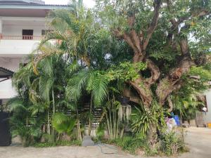 a large tree with many plants next to a building at The Rich Room ห้องพักนครราชสีมา in Ban Pra Dok