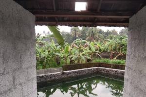 vistas a una piscina de agua en un edificio en Paddy N Pond Tree house Villa 2R, en Angamaly