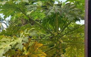 una planta con grandes hojas verdes en un campo en Hospedagem da Lua no Sobrado Delas en Alter do Chao