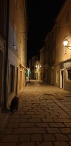 a cat walking down an empty street at night at Art Gallery room in Rab