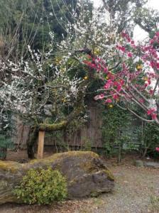 a tree with pink flowers next to a rock at 古民家さくらや in Atami