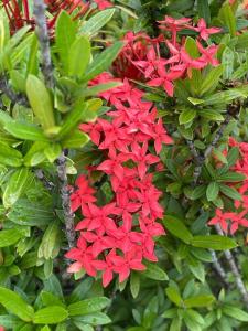 a bunch of red flowers on a tree at Sale’aula Lava Studio Apartment in Saleaula