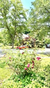 un cespuglio con fiori rosa in un parco di B3 A private room in Naperville downtown with desk and Wi-Fi near everything a Naperville