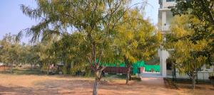 drzewo przed zielonym budynkiem w obiekcie Jhalana Resort & pool party w mieście Dżajpur