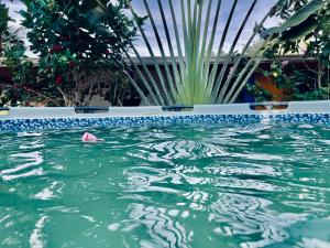 a swimming pool with green water and plants at Alojamiento campestre San Miguel in San José del Guaviare