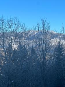 a group of trees in front of a mountain at L’espace Mysa - Studio Lugna in Mont-Tremblant