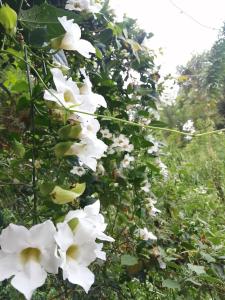 埃拉的住宿－Solitary Resort，树上一束白色的花