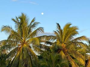 un grupo de palmeras contra un cielo azul en Sasagara Beach Villa, en Tangalle