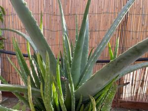 Billede fra billedgalleriet på Attico Acquaviva vicino Centro Storico i Otranto