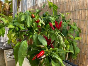 En have udenfor Attico Acquaviva vicino Centro Storico