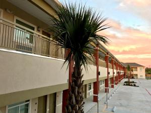 a palm tree in front of a building at Grand Villa Inn and Suites Westchase/Chinatown in Houston