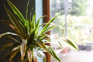 a plant in a vase next to a window at Large family home pool table in Waterlooville